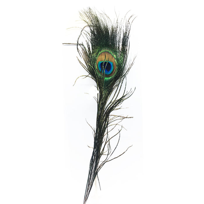 For Best Price in Abu Dhabi, UAE Peacock Eye Feather